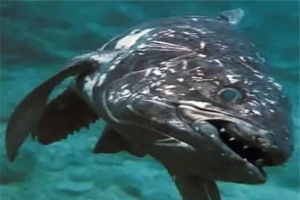 十大古老鱼：八目鳗上榜，它是淡水鱼