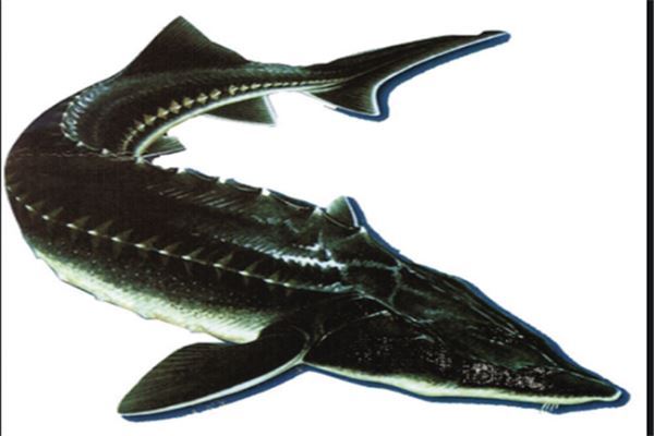 十大古老鱼：八目鳗上榜，它是淡水鱼