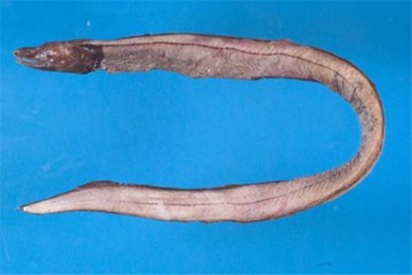 十大古老鱼:八目鳗上榜,它是淡水鱼