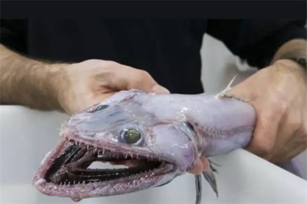 十大古老鱼:八目鳗上榜,它是淡水鱼