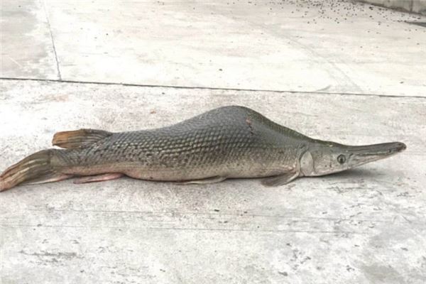 十大古老鱼：八目鳗上榜，它是淡水鱼