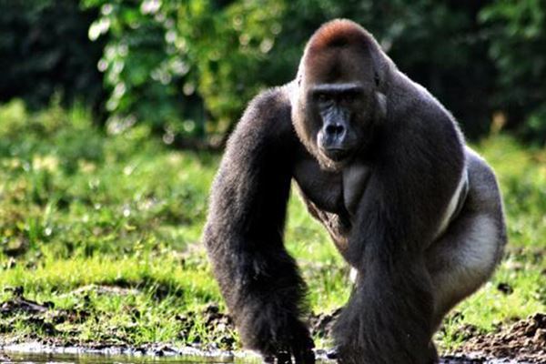 世界上十大珍稀动物:大熊猫只排第六，第一名几近灭绝