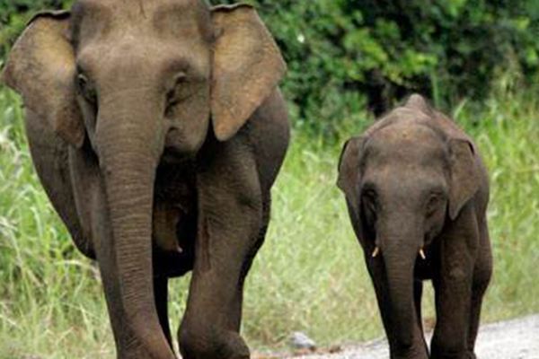 世界上十大珍稀动物:大熊猫只排第六，第一名几近灭绝