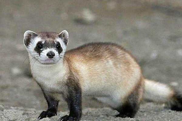 世界上十大珍稀动物:大熊猫只排第六，第一名几近灭绝