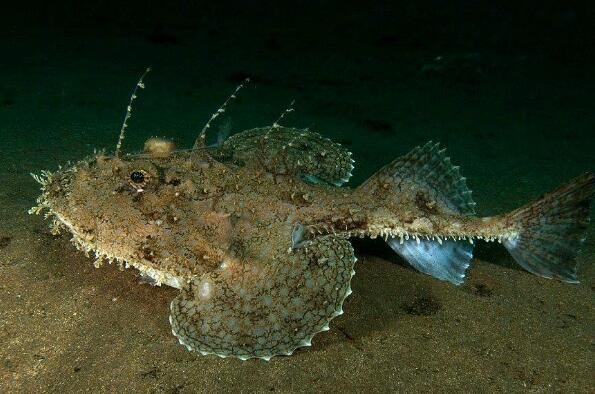 世界十大令人恐怖深海生物排行榜 鮟鱇上榜，第二被称为“食人魔鱼”