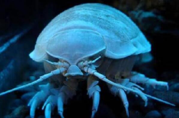 世界十大令人恐怖深海生物排行榜 鮟鱇上榜，第二被称为“食人魔鱼”