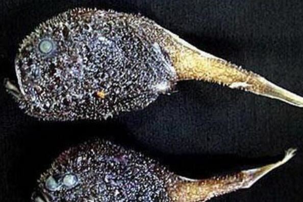 世界十大令人恐怖深海生物排行榜 鮟鱇上榜，第二被称为“食人魔鱼”