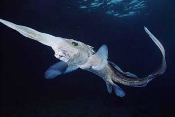 世界十大令人恐怖深海生物排行榜 鮟鱇上榜，第二被称为“食人魔鱼”