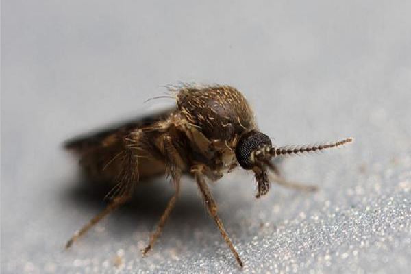 十大吸血昆虫 都是传染病的中间宿主