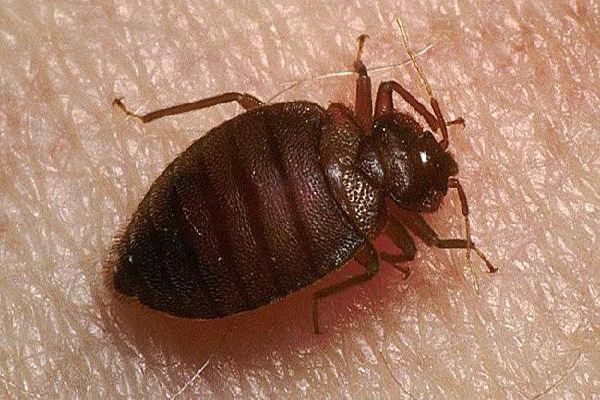 十大吸血昆虫 都是传染病的中间宿主