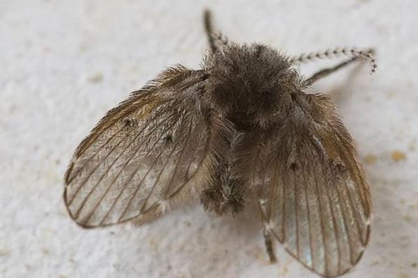 十大吸血昆虫 都是传染病的中间宿主