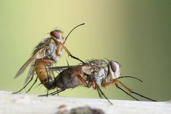 十大吸血昆虫 都是传染病的中间宿主