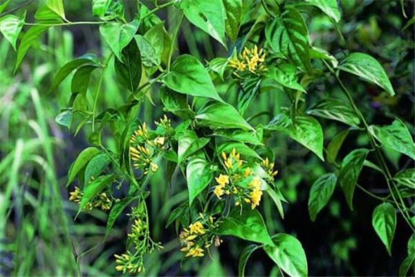 世界有毒十大植物 乌头又称毒药女王，鸡母珠三毫克就能致死