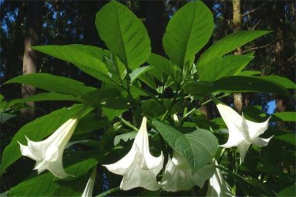 世界有毒十大植物 乌头又称毒药女王，鸡母珠三毫克就能致死