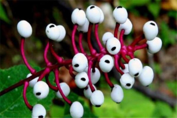 世界有毒十大植物 乌头又称毒药女王，鸡母珠三毫克就能致死
