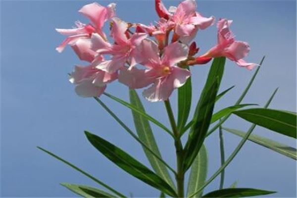 世界有毒十大植物 乌头又称毒药女王，鸡母珠三毫克就能致死