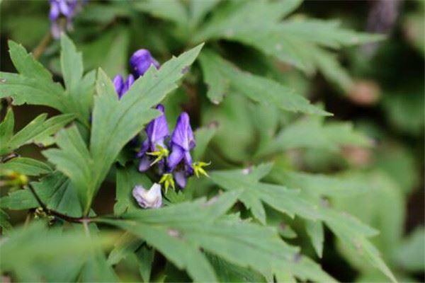 世界有毒十大植物 乌头又称毒药女王，鸡母珠三毫克就能致死