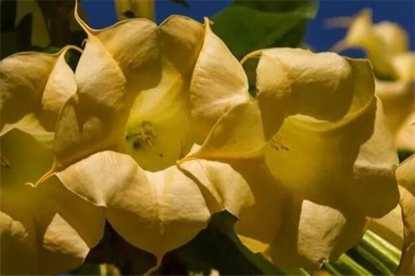 世界有毒十大植物 乌头又称毒药女王，鸡母珠三毫克就能致死