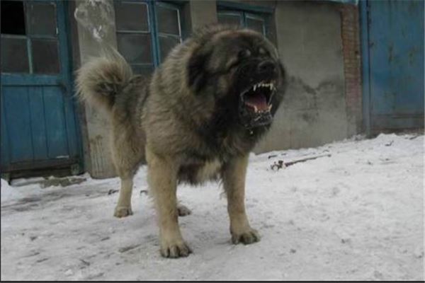 最凶悍的十大名犬:巴西非勒上榜,它是猛犬霸主