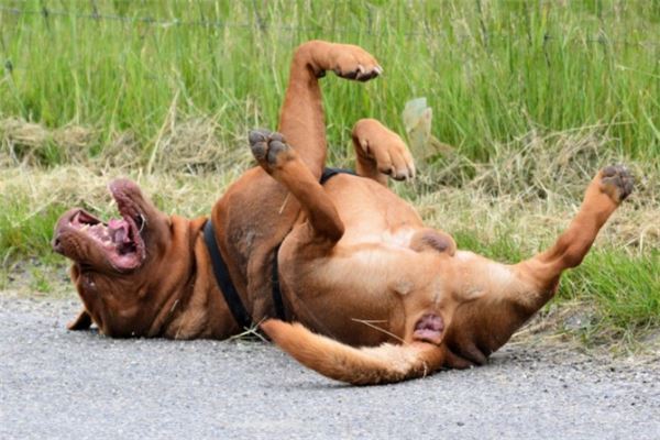 最凶悍的十大名犬：巴西非勒上榜，它是猛犬霸主