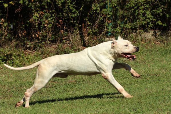 最凶悍的十大名犬:巴西非勒上榜,它是猛犬霸主