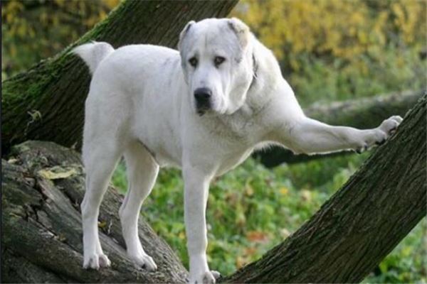 最凶悍的十大名犬：巴西非勒上榜，它是猛犬霸主