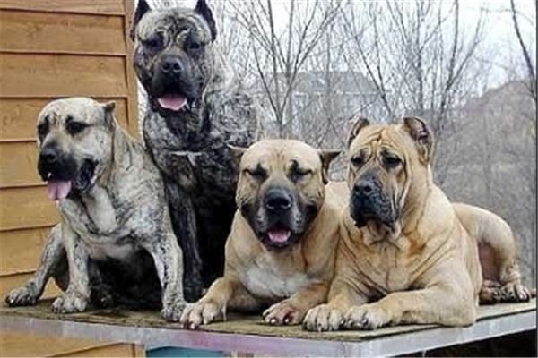 最凶悍的十大名犬：巴西非勒上榜，它是猛犬霸主