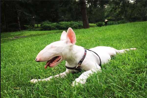 最凶悍的十大名犬:巴西非勒上榜,它是猛犬霸主