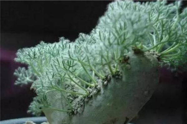 世界上最珍贵的花排行榜 世界上有哪些珍贵的花朵