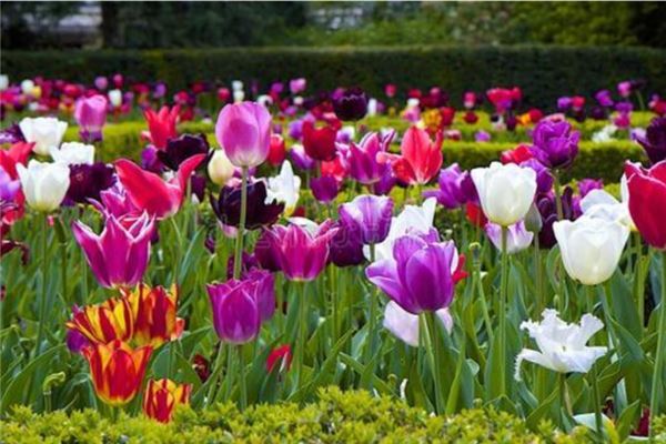 世界上最珍贵的花排行榜 世界上有哪些珍贵的花朵