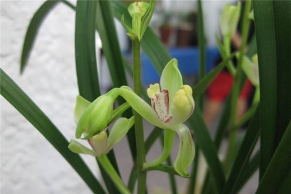 世界上最珍贵的花排行榜 世界上有哪些珍贵的花朵