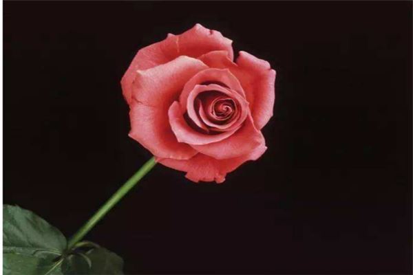 世界上最珍贵的花排行榜 世界上有哪些珍贵的花朵