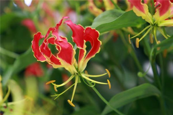 世界上最珍贵的花排行榜 世界上有哪些珍贵的花朵