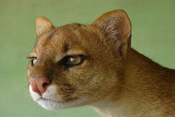 猫科动物速度排名:细腰猫第二 第一可达115公里每小时