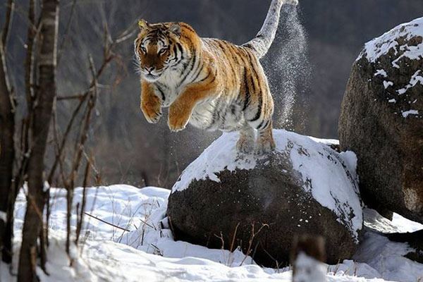 猫科动物速度排名:细腰猫第二 第一可达115公里每小时