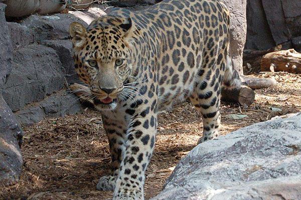 猫科动物速度排名:细腰猫第二 第一可达115公里每小时