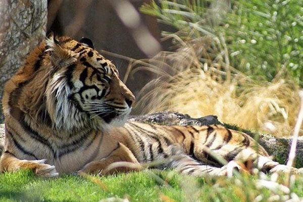 猫科动物速度排名:细腰猫第二 第一可达115公里每小时