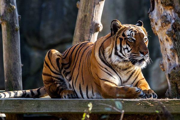 猫科动物速度排名:细腰猫第二 第一可达115公里每小时