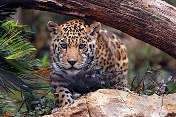 猫科动物速度排名:细腰猫第二 第一可达115公里每小时