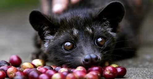 世界上最贵的咖啡:麝香猫屎咖啡,背后非常悲惨!