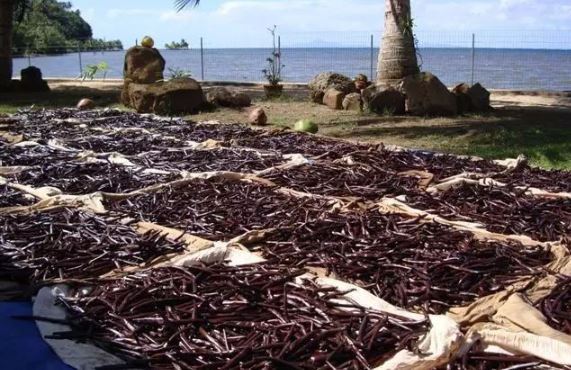 全球十大香料排行榜 第一名为藏红花,薄荷位列第四