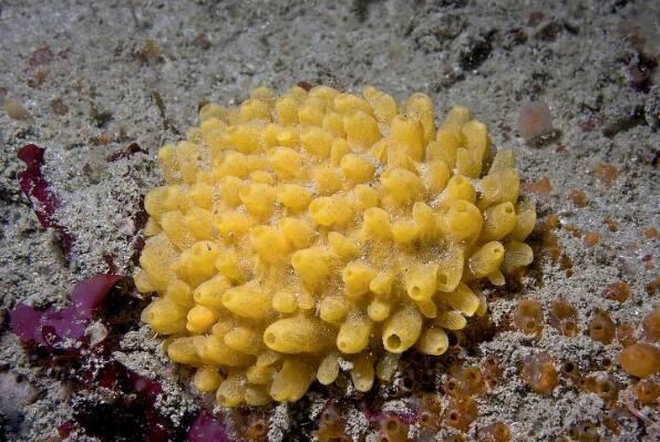 拥有神奇再生能力的十大动物 蚯蚓上榜，第九具有很高的营养价值