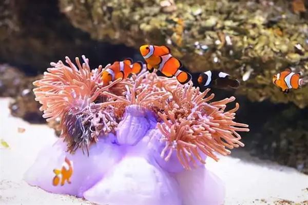 世界十大最长寿的海洋动物,灯塔水母排第一,第十被称为活化石