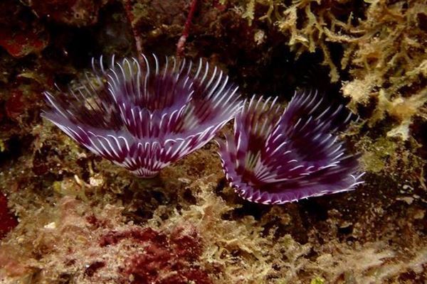 世界十大最长寿的海洋动物，灯塔水母排第一，第十被称为活化石