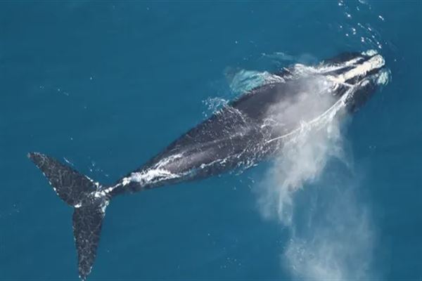 世界十大最长寿的海洋动物，灯塔水母排第一，第十被称为活化石