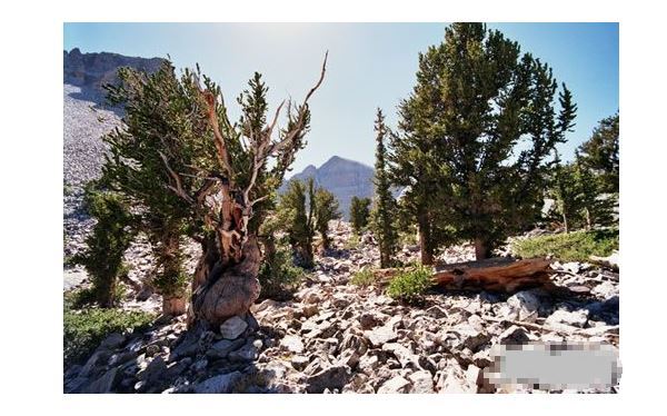 世界十大奇树 样貌奇特，生命力更顽强