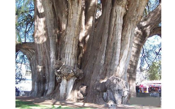 世界十大奇树 样貌奇特，生命力更顽强