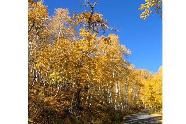 世界十大奇树 样貌奇特，生命力更顽强