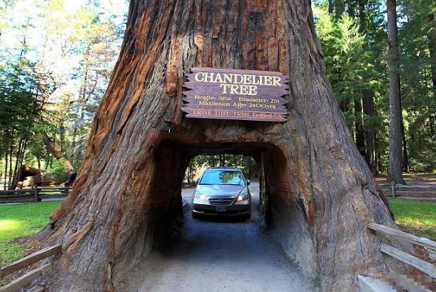 世界十大奇树 样貌奇特，生命力更顽强