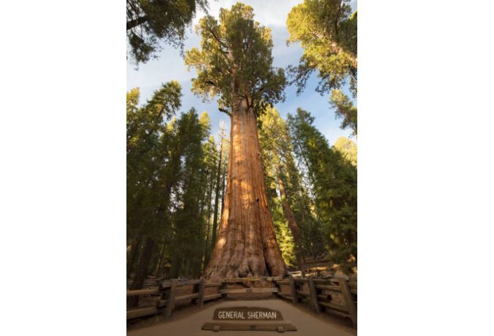 世界十大奇树 样貌奇特，生命力更顽强